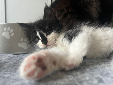 Maine Coon "Athena" Foxy girl