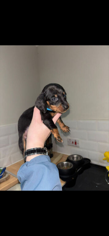 Boy daschunds