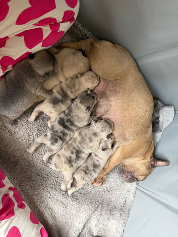 French bulldog puppies