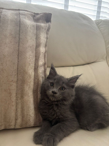 Adorable Grey Mainecoon/Ragdoll Boy