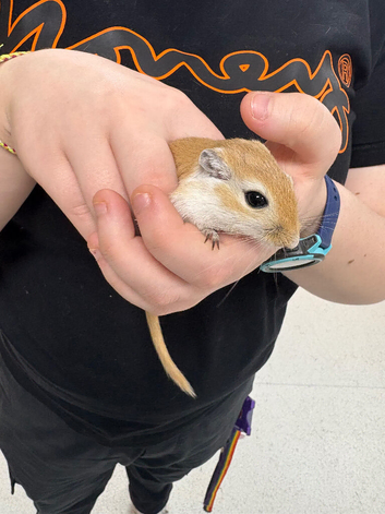 Gerbils