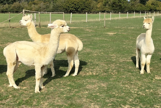 3 alpaca boys for sale