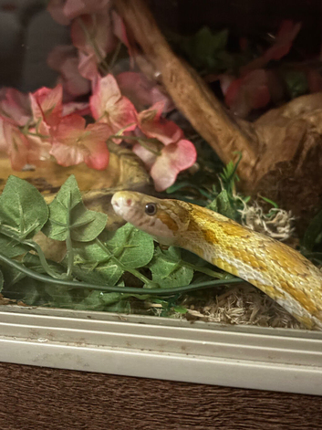 Corn snake for sale