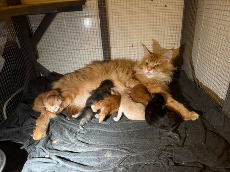 Tica registered Mainecoon kittens