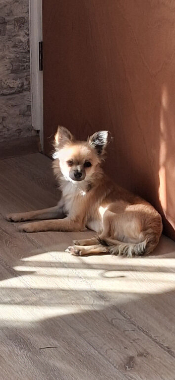 CHIHUAHUA MALE 7 MONTH