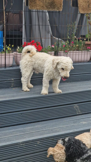 Adult male Poochon creamish white