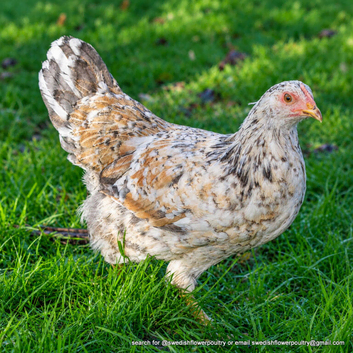 Hybrid Blue based Yellow - Swedish Flower Hen