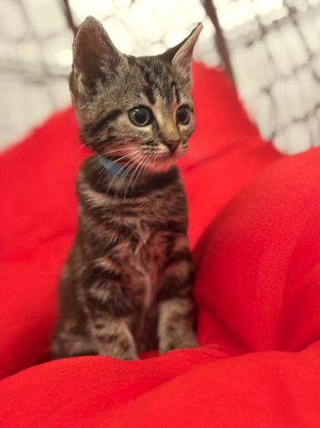 Female Bengal x British longhair