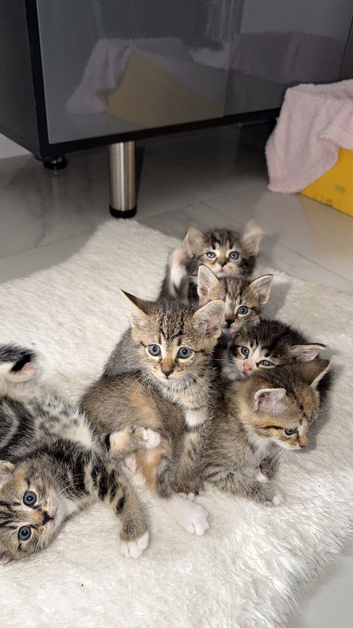 4 x kittens