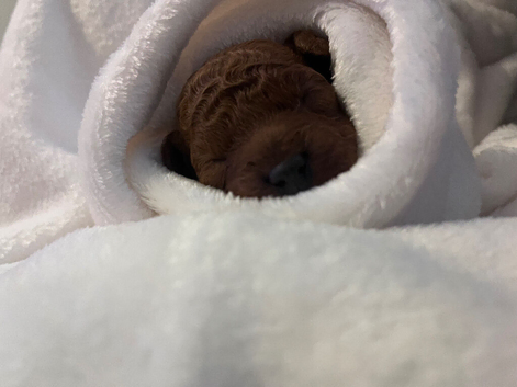 Stunning deep red Cavapoo baby boy
