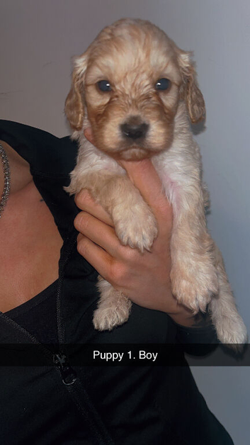 Cockapoo Puppies