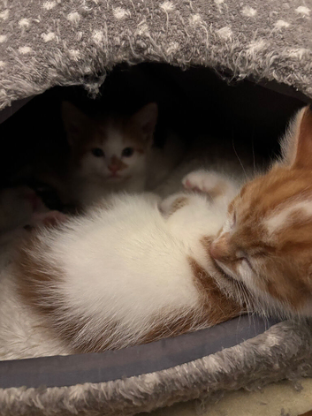 Lovely kittens available now