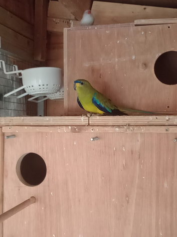 Blue wing elegance proven pair.