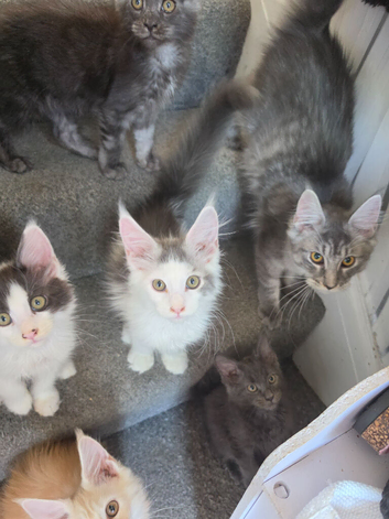 TICA REGISTERED STUNNING KITTENS