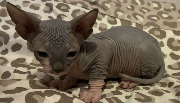 Blue and cream Canadian sphynx