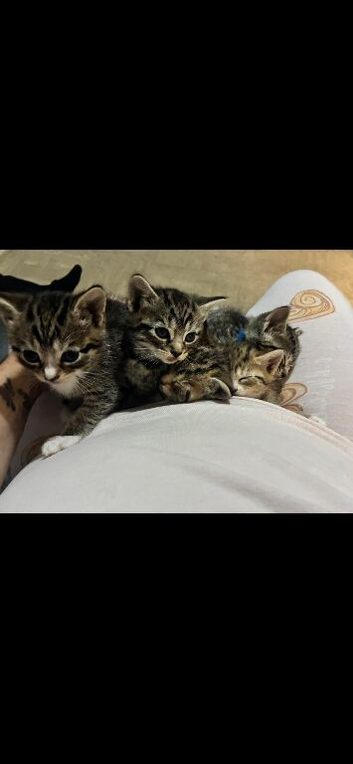 Reduced!! 6 week old kittens