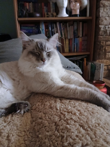 Handsome Blue Tabby Lynx Ragdoll