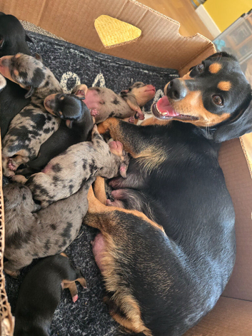 Miniature Jackshund