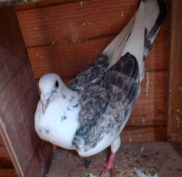Collared racer pigeons for sale.