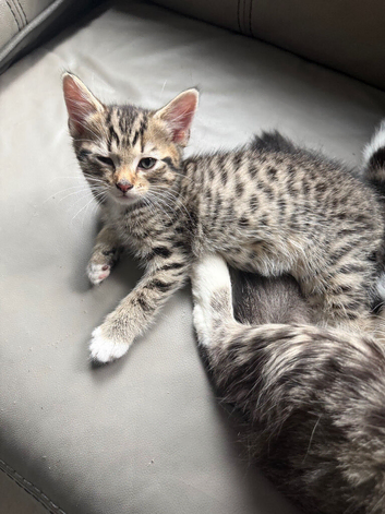 Bengal Maine coon cross kittens