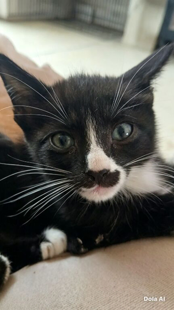 2 left!!!Siamese x Maine Coon Kittens.