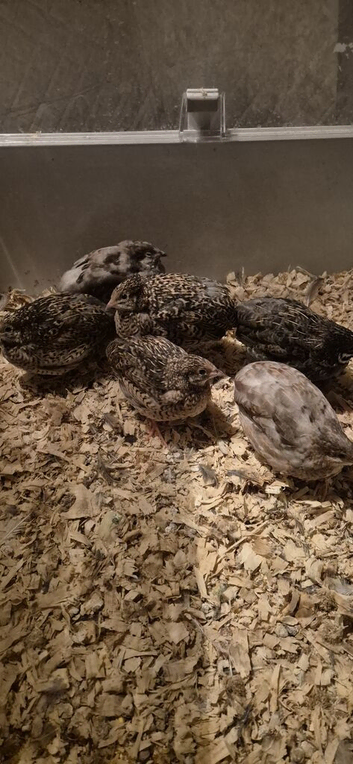 Button quail young