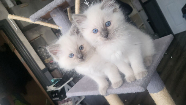 Open to offers adorable ragdoll kittens