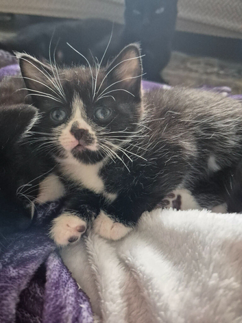 5 kittens