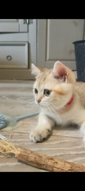 Must view Inteligent Golden British Short hair kitten Girl