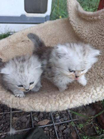 2 beautiful British long hair cross chinchilla kittens