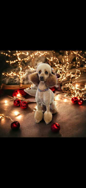 KC EXTENSIVELY HEALTH TESTED RED POODLEs