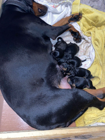 Doberman puppies
