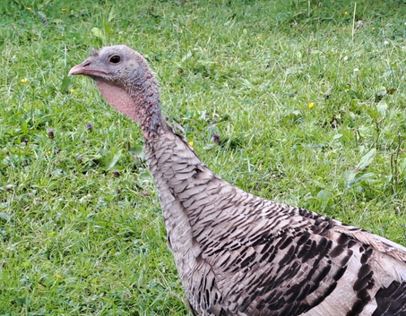 Turkey Hen for sale