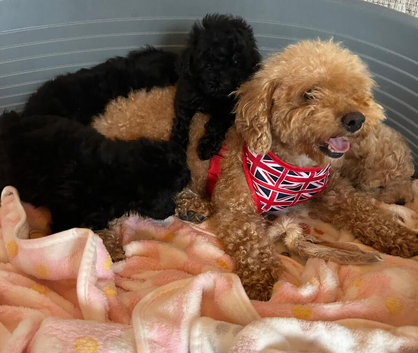 Toy poodles Asian puppies ready now if on here they are available ready to go to there new loving homes