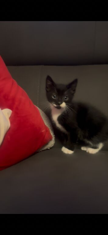 Social Black and white kitten