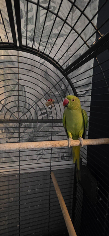 Young Ringneck