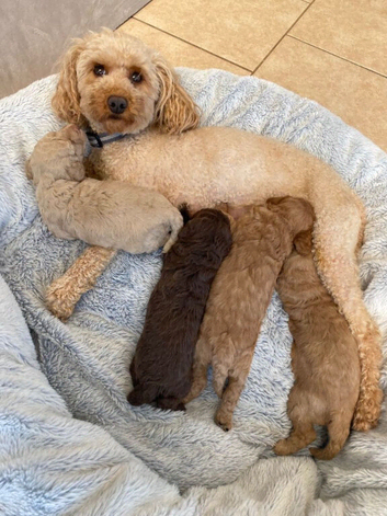 Cavapoo Puppies Intelligent And Affectionate