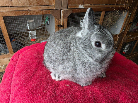 Young rabbits for sale