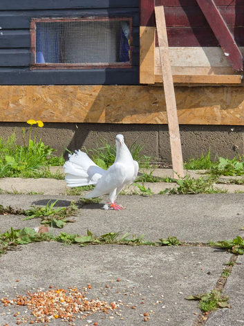 Selling Up fancy pigeons