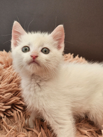 ONLY 1 WHITE KITTEN LEFT READY TO LEAVE NOW