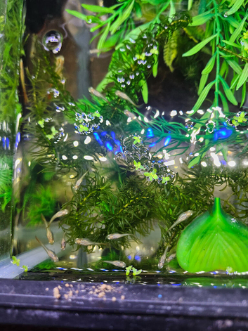 Orange guppies fry