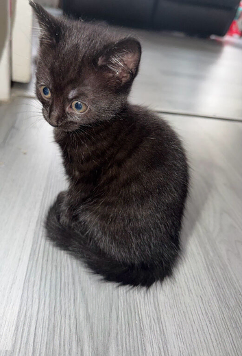 Black kittens 2 available 8 weeks old