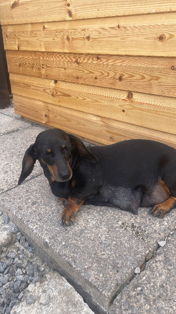 Dachshund