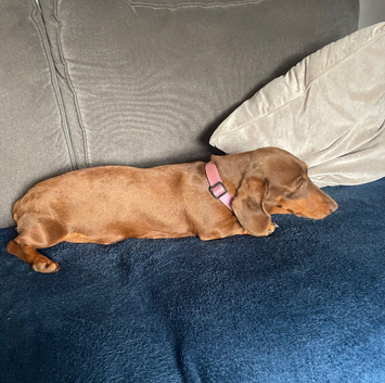 Miniature dachshund 2 year old bitch