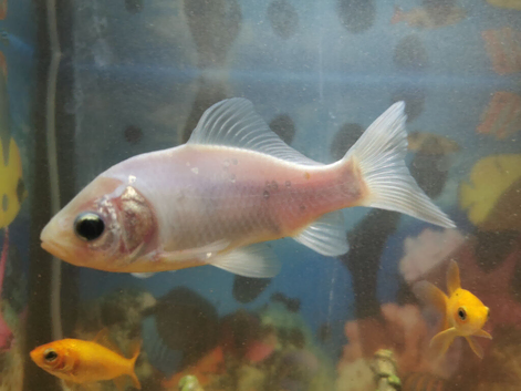 Medium to large sized gold fish