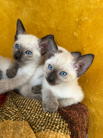 Siamese kittens ready September