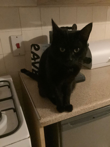 Black cat