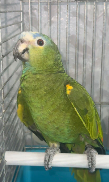 MALE BLUE FRONT AMAZON