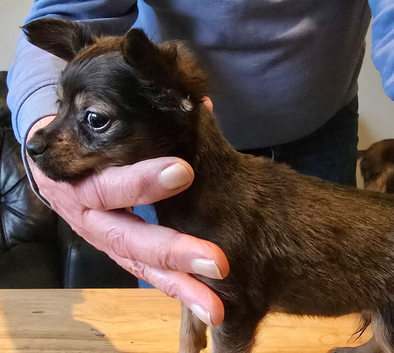 Russian Toy Puppies For Sale