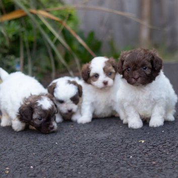 Imperial toy shihpoo pups
